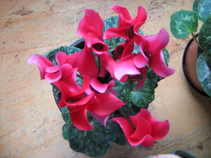 cyclamen