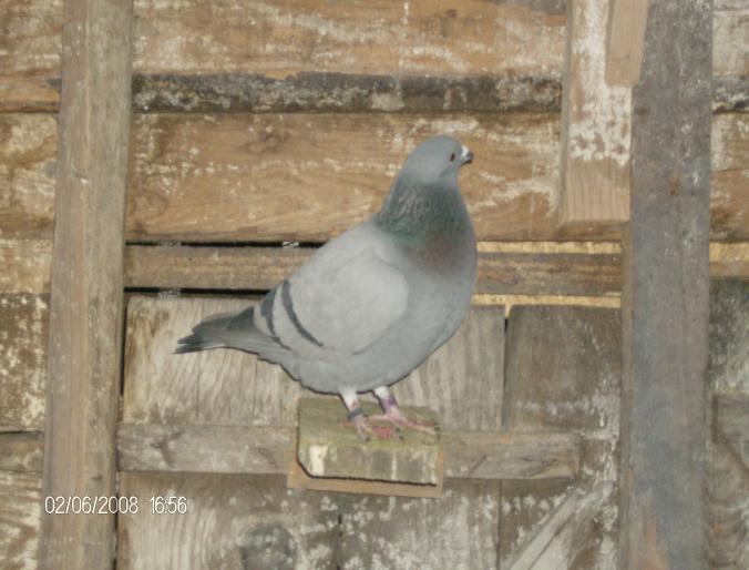 fiu olandeza - polonezu