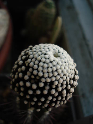 Mammillaria luety - Cactusi