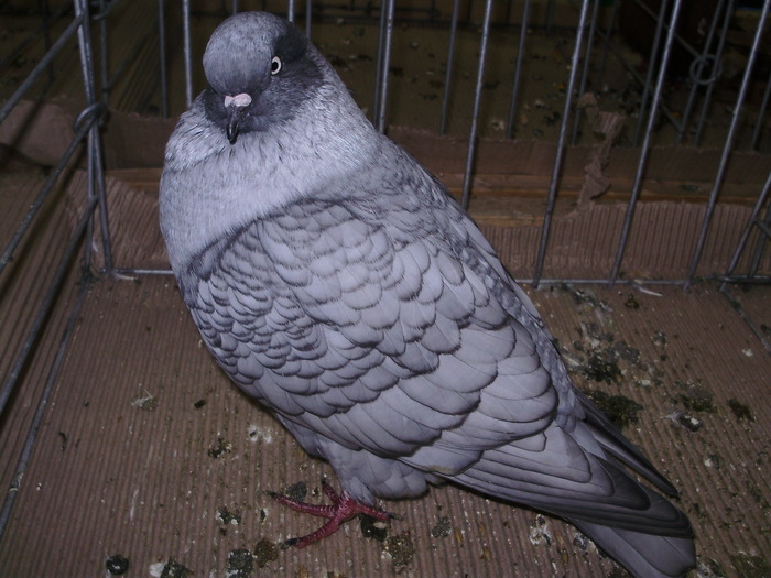 10472 kt 0 - 1507 partea 6a