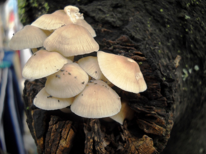 Picture 028 - aspecte insecte si alte vietati de prin paduri si parcuri