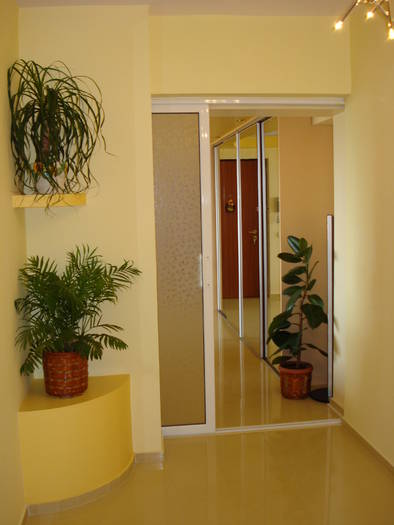 Ficus,Nolina si micutul palmier