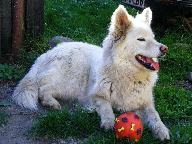 DSCF2043 - Sasa Samoyede