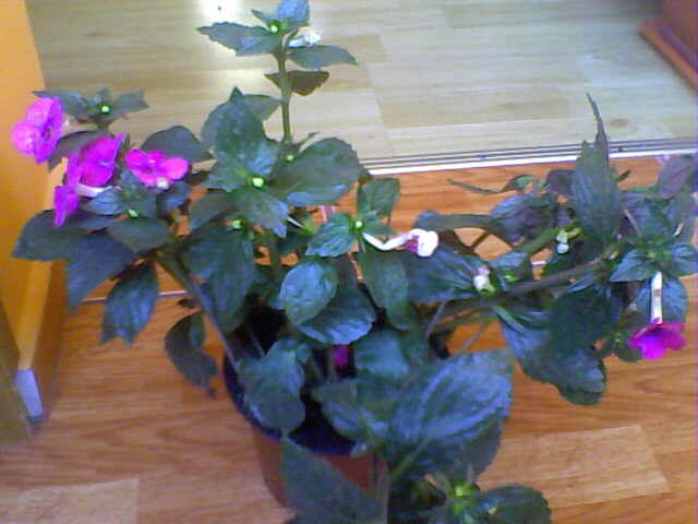 Picture 007 - achimenes