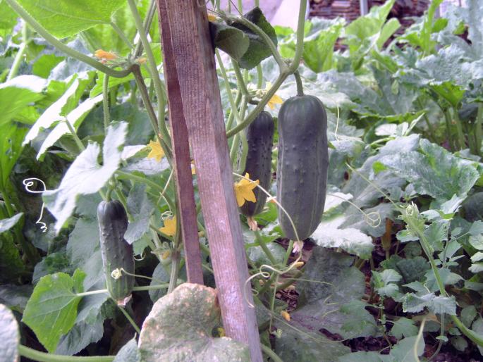 castraveti iulie - Gradina de legume