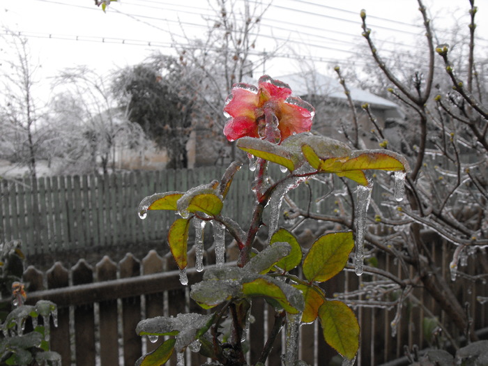DSCF2194