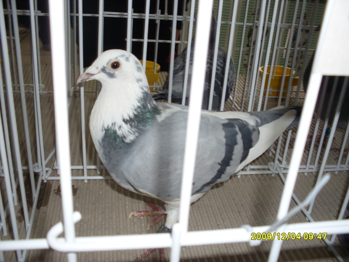 SDC11977 - expozitie deva 12-06-2009