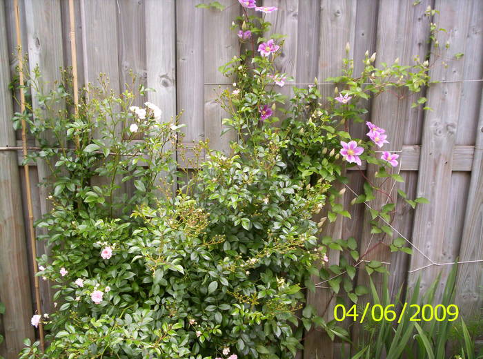 Trandafir si clematita 4 iun 2009 - cataratoare