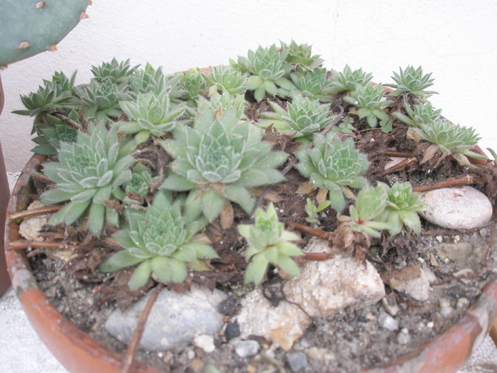 Sempervivum pufos de la Gino