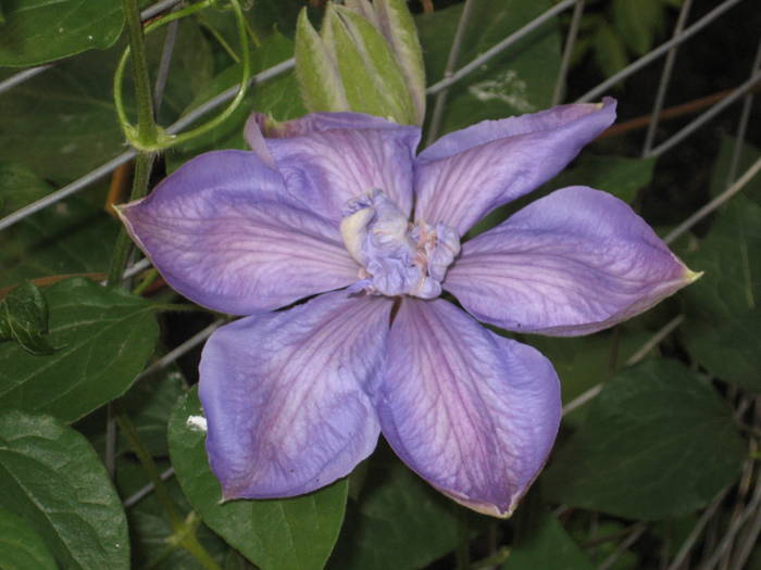 clematita no-name - gradina