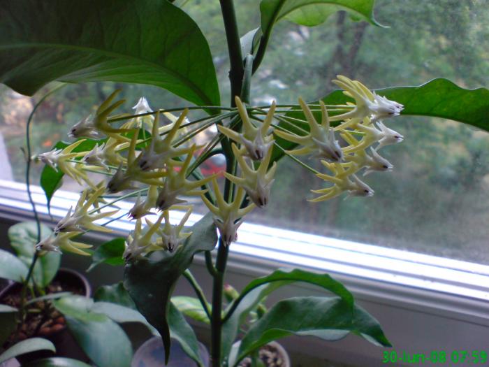 Hoya multiflora