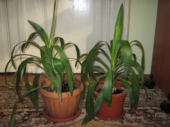 Yucca - Plante de interior