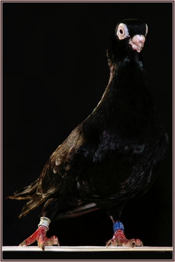 Picture 100 - jucatori de constanta