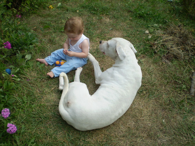 Picture-olympus 755 - dogo argentino