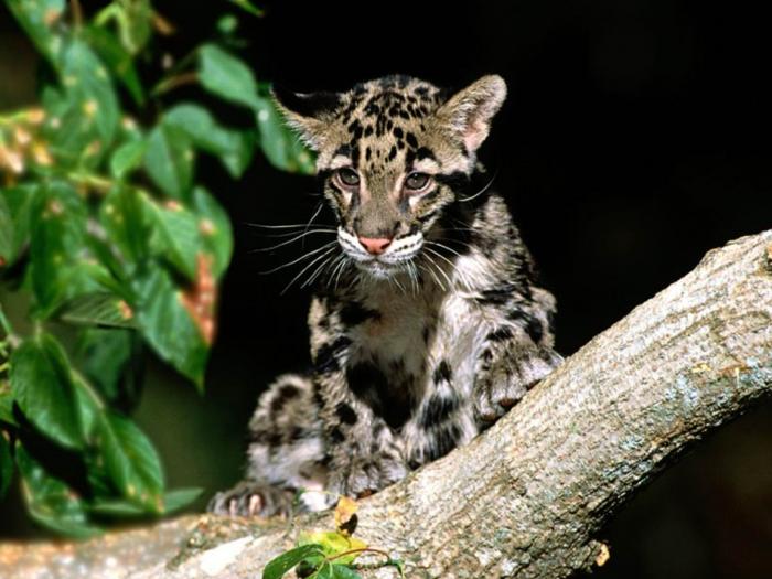 Clouded Leopard Cub