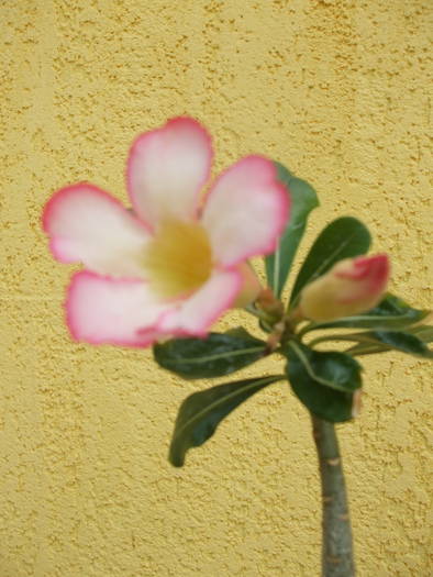 Picture 026 - adenium