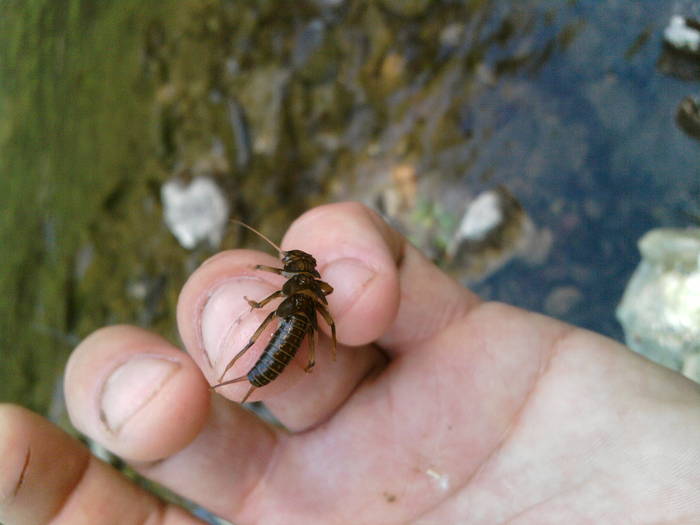 Stonefly nymph - pescuit