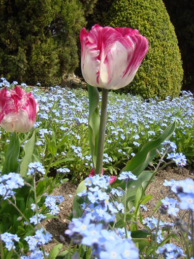 245 - Balchik 20 aprilie 2009