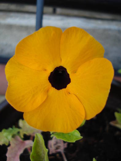 Black-Eyed Susan (2009, July 09) - 07 Garden in July