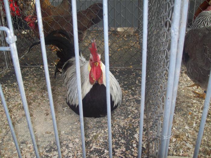 EXPO 2009 .01.09  CLUJ-NAPOCA 139