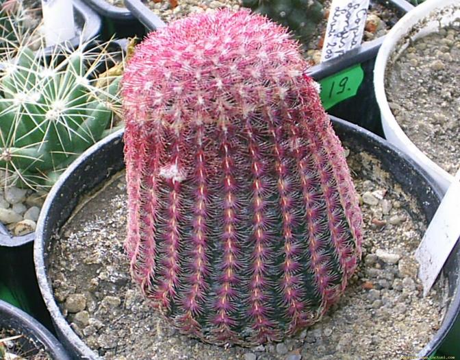 Echinocereus Rigidisimus v.rubrispinus - cactusi -nu le mai am