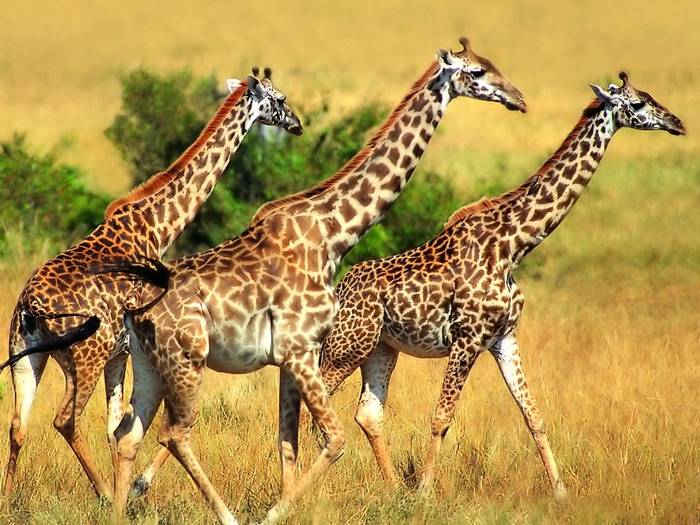 2-GIRAFE - Animals PLANET 1