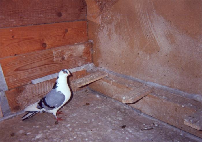 Jucatorul - porumbei din 1993-1995