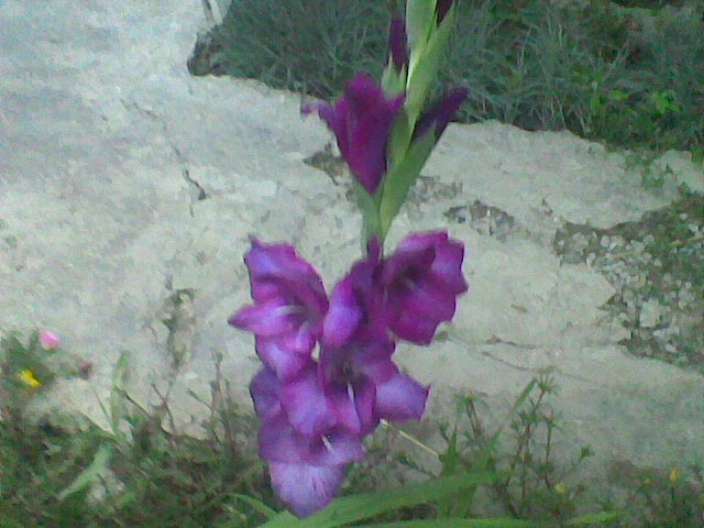 gladiola mov - florile surorii mele