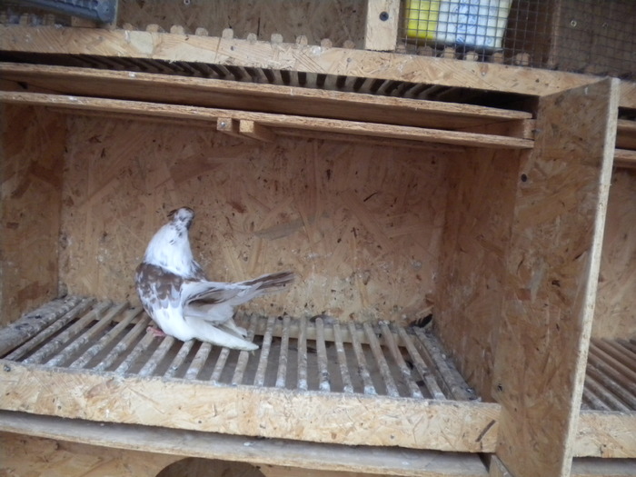 Picture 109 - Raicu 1