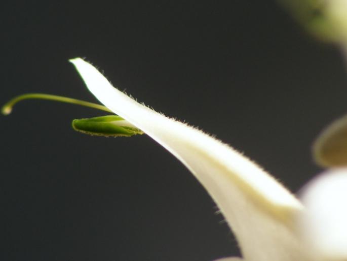 DSCF1751 - Pachistachis Lutea - The flower - EVOLUTION