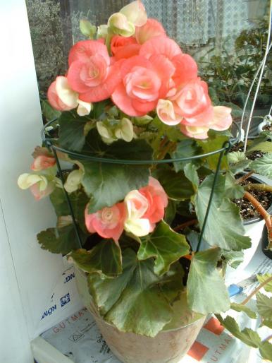 Picture 185 - Begonia elatior