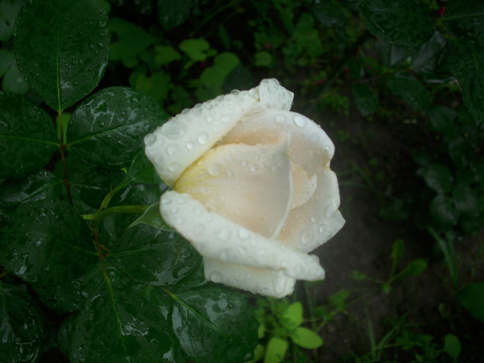 DSCI0137