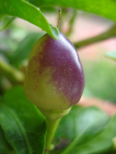 Brazilian Rainbow Pepper (2009, June 08)