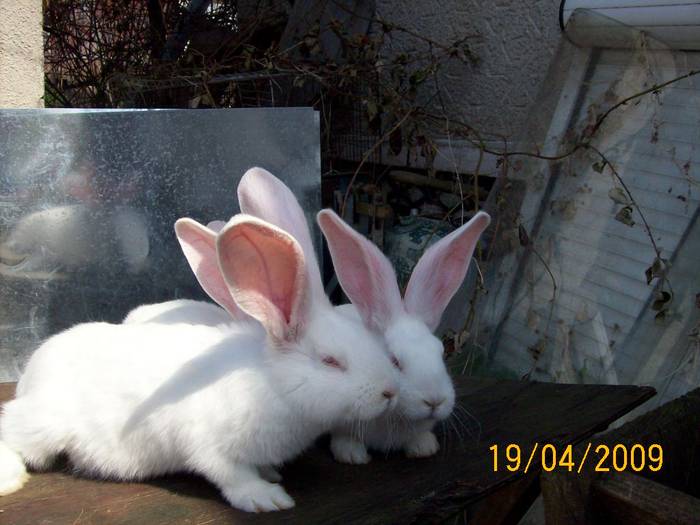 Picture 009 - poze iepuri aprilie 2009
