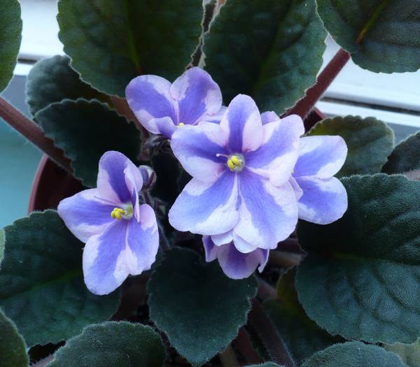 P1140274 - Saintpaulia - violete de camera
