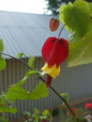 megapotamicum - abutilon