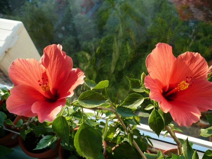 hibiscus rosu