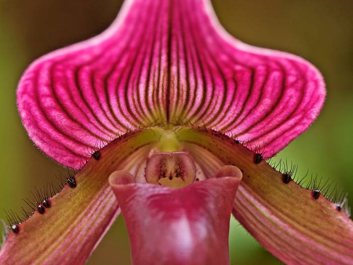 Ladyslipper_Orchid; orhidee roz
