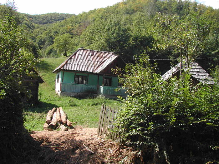 Picture 268 - Firiza