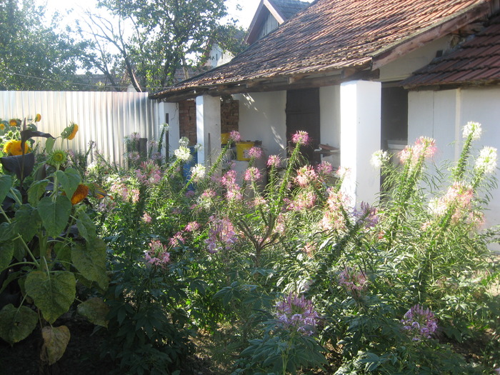 padure de cleome - florile mele 2009