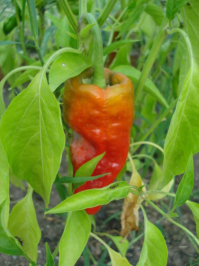 Padron Pepper (2009, August 04) - Padron Pepper