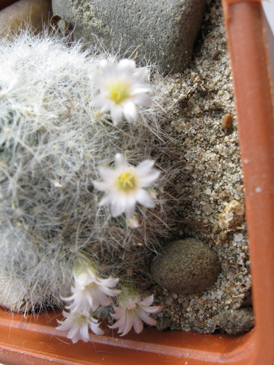 M.glasii7 - Mammillaria