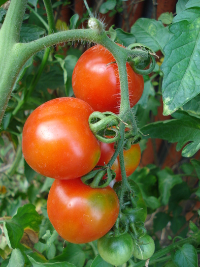 Tomato Cerise (2009, Aug.25)