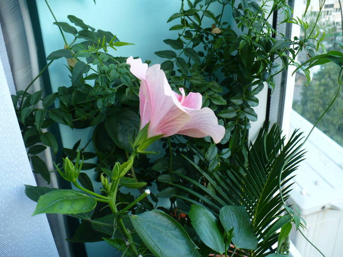 P1140463 - HIBISCUSI