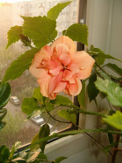 hibiscus (aprilie 2009)