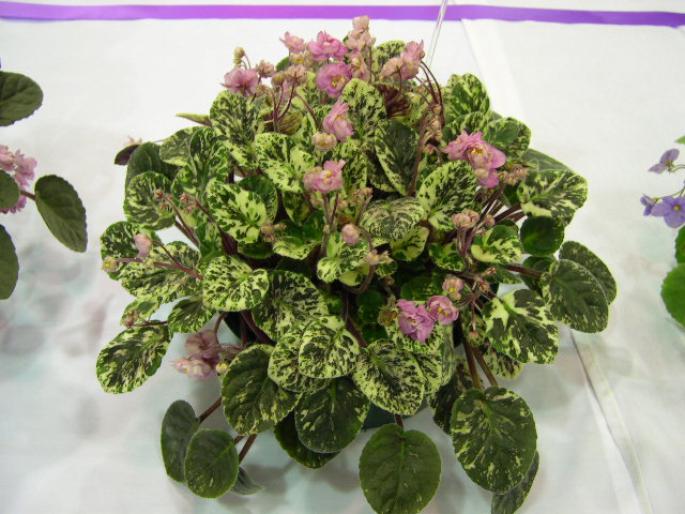 Ellie_Gardner_2005avsa - violete de pe net