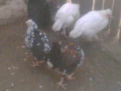 grupul