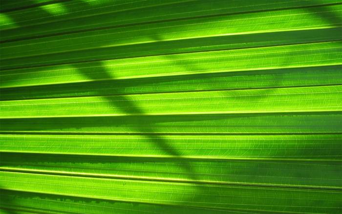 PalmLeaf