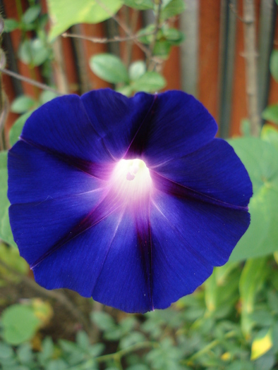 Blue Morning Glory (2009, Aug.25) Blue Morning Glory (2009, Aug.25)