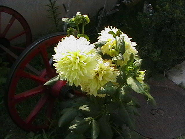 Picture 090